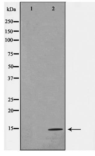Histone H4 Antibody