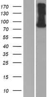 SEMA4F / Semaphorin 4F Protein (Over-Expression Lysate Myc-DDK (Flag))