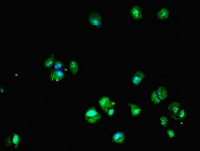DHRS12 Antibody