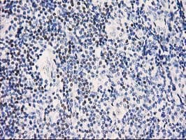 STAT5A Antibody (clone OTI6D6)