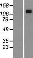 DSG4 / Desmoglein 4 Protein (Over-Expression Lysate Myc-DDK (Flag))