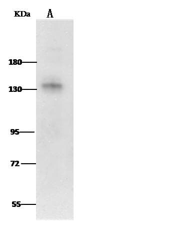LEPR / Leptin Receptor Antibody (Preservative Free)