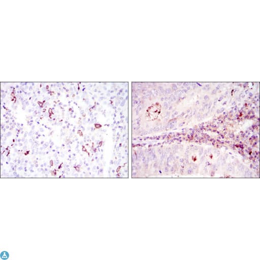 CD1A Antibody