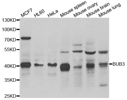 BUB3 Antibody