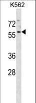 MANSC1 Antibody (aa391-419)