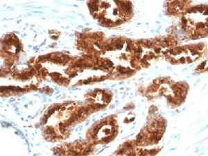 TAG-72 Antibody (clone B72.3, Azide-free, BSA-free)