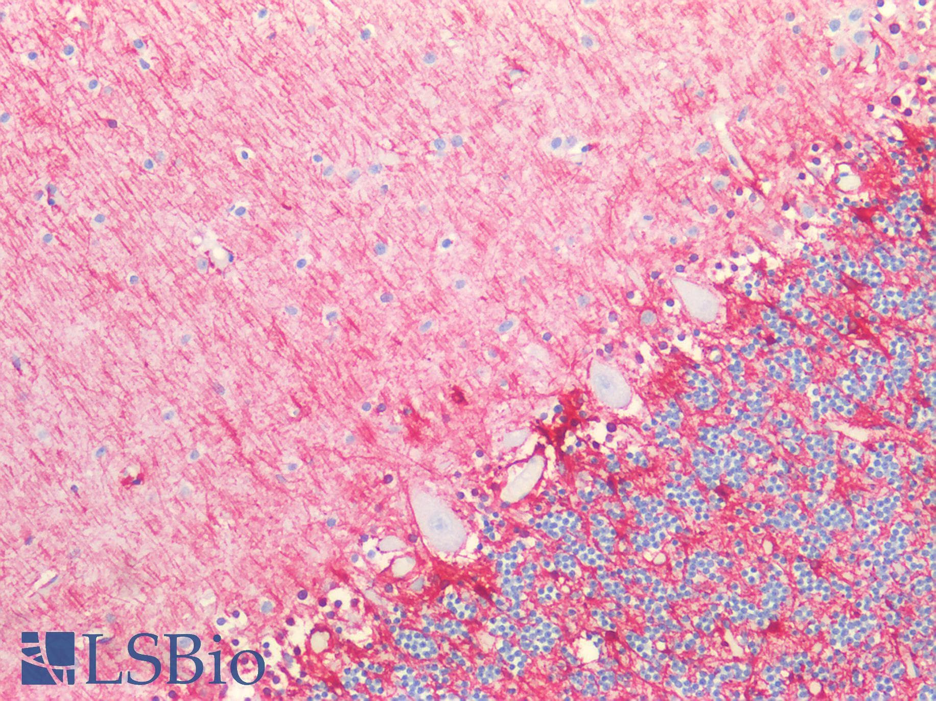 Polyclonal Rabbit anti-Mouse GFAP Antibody (aa253-354, IHC, WB)