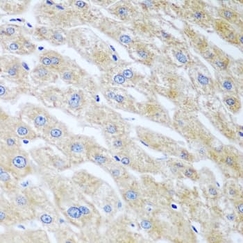 UCHL3 Antibody