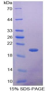 Mouse GDF9 / GDF-9 Protein (Recombinant His-T7)