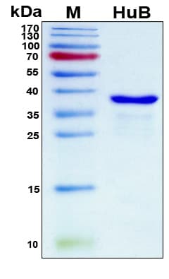 Human ELAVL2 / HUB Protein (Recombinant 6His, N-terminus)