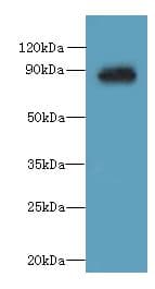 OXR1 Antibody