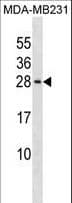 PIN4 Antibody (aa6-32)