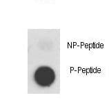 c-Met Antibody (phospho-Tyr1356)