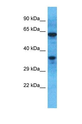 OR51M1 Antibody (aa209-258)