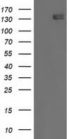 HDAC6 Antibody (clone OTI3F9)