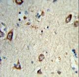 HS3ST2 Antibody (aa317-346)