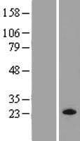 MRAS Protein (Over-Expression Lysate Myc-DDK (Flag))