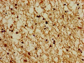 PSMG1 Antibody