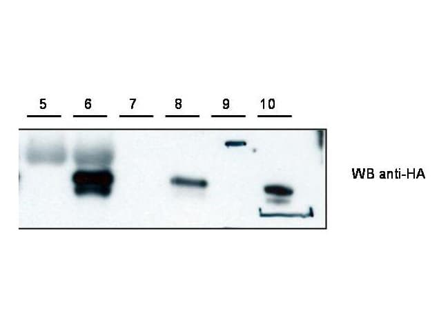 Polyclonal Rabbit anti-Mouse CYTIP Antibody (C-Terminus, WB)