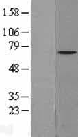 NPLOC4 Protein (Over-Expression Lysate Myc-DDK (Flag))