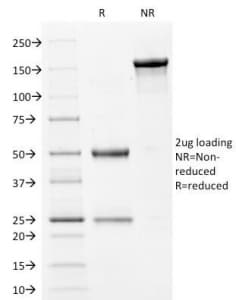 FLG / Filaggrin Antibody (clone FLG/1561, Azide-free, BSA-free)