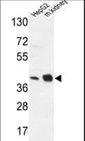 NDUFA10 Antibody (aa252-281)