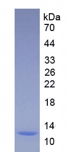 Mouse CXCL1 / GRO Alpha Protein (Recombinant His, N-Terminal)