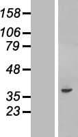 C20orf195 Protein (Over-Expression Lysate Myc-DDK (Flag))