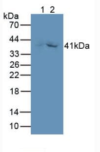 Monoclonal Mouse anti-Human GDF3 Antibody (WB)