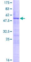 Human DDX55 Protein (Recombinant GST)