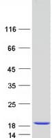 Human HINT / HINT1 Protein (Recombinant Myc-DDK (Flag))