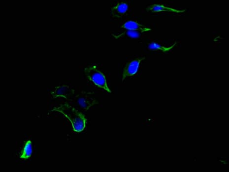 CEP192 Antibody