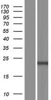 Human C9orf47 Protein (Over-Expression Lysate)