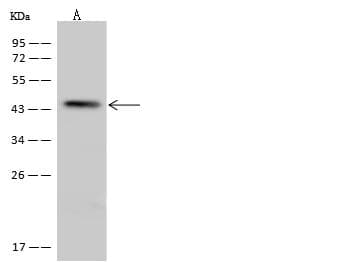 PROKR2/Prokineticin Receptor 2 Antibody
