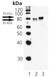 HSF1 Antibody (phospho-Ser326)