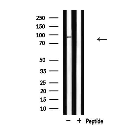 Polyclonal Rabbit anti-Human MCM5 Antibody (IHC, IF, WB)