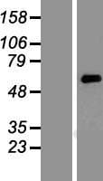 KCNK10 / TREK Protein (Over-Expression Lysate Myc-DDK (Flag))