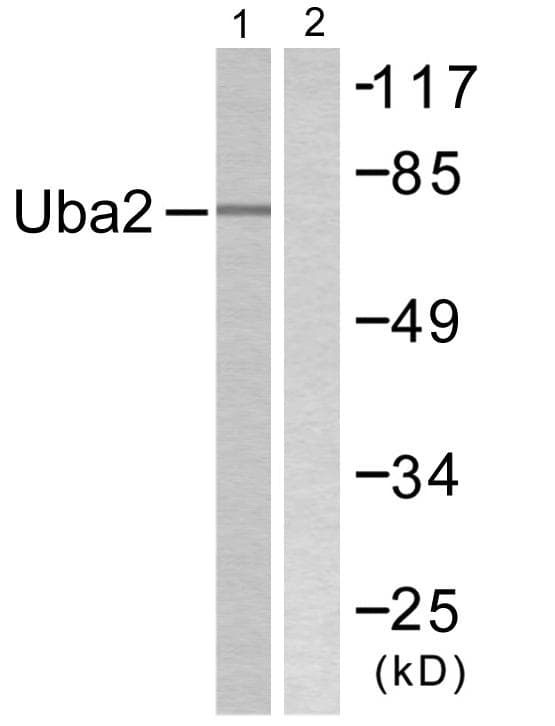 IHC-plus™ SAE2 / UBA2 Antibody (aa591-640)