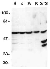 CASP10 / Caspase 10 Antibody