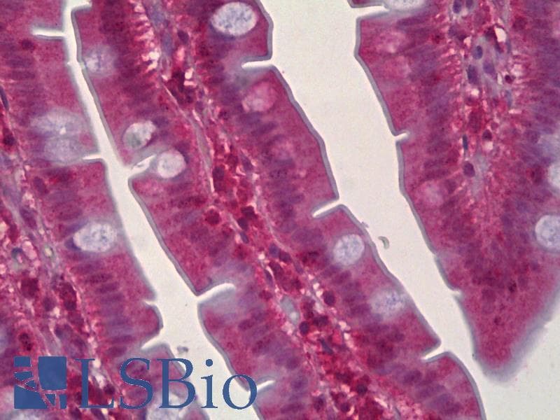 IHC-plus™ MAPK8 / JNK1 Antibody (clone 1E2)