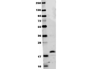 TNFSF11 / RANKL / TRANCE Antibody