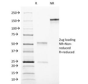 THY1 / CD90 Antibody (clone AF-9)