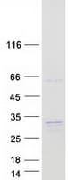 Human HT036 / HYI Protein (Recombinant Myc-DDK (Flag))