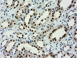 NT5DC1 Antibody (clone OTI1E11, Carrier-free)