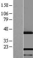 AHNAK Protein (Over-Expression Lysate Myc-DDK (Flag))