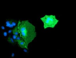 BIN3 Antibody (clone OTI8E9, Carrier-free)