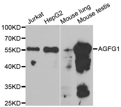 AGFG1 Antibody