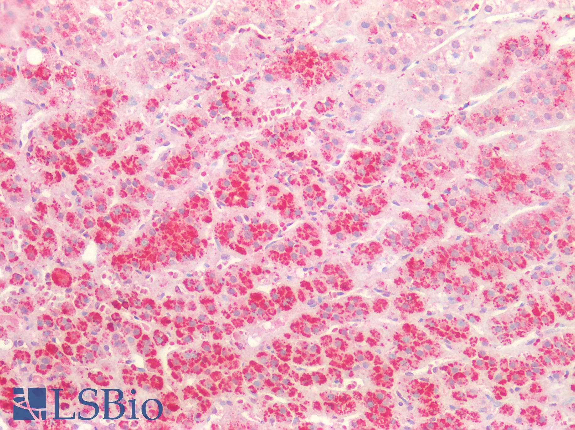 IHC-plus™ Polyclonal Rabbit anti-Rat HTR1A / 5-HT1A Receptor Antibody (Internal, IHC, WB)