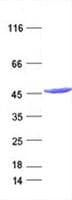 Human IDH1 / IDH Protein (Recombinant DDK,C-terminus)