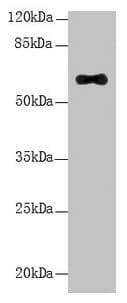 Polyclonal Rabbit anti-Human LRRC31 Antibody